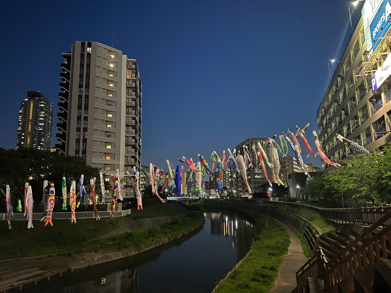 夜の芝川。川の上に色とりどりの鯉のぼりが架かり、両岸にマンションの灯りがともる
